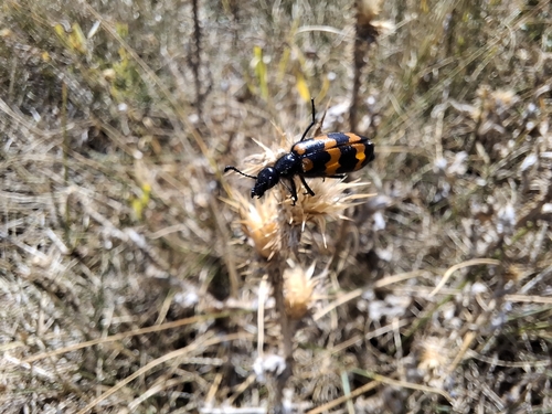 Mylabris variabilis