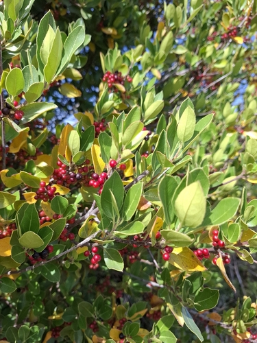Mediterranean buckthorn