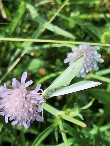 Small White