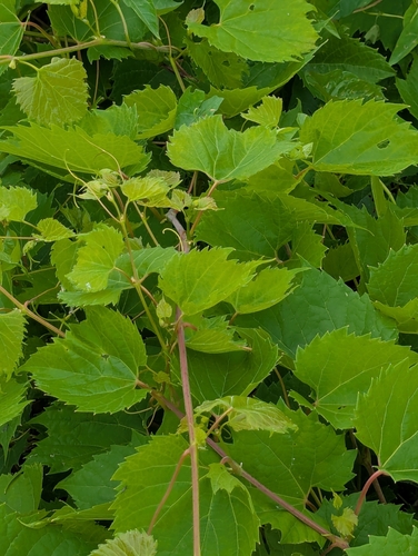 riverbank grape