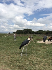 Leptoptilos crumenifer