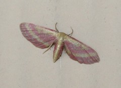 Leptostales laevitaria