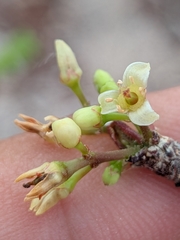 Bursera exequielii