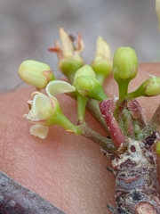 Bursera exequielii, photograph (c) Abraham Sánchez Romero, some rights reserved (CC BY)