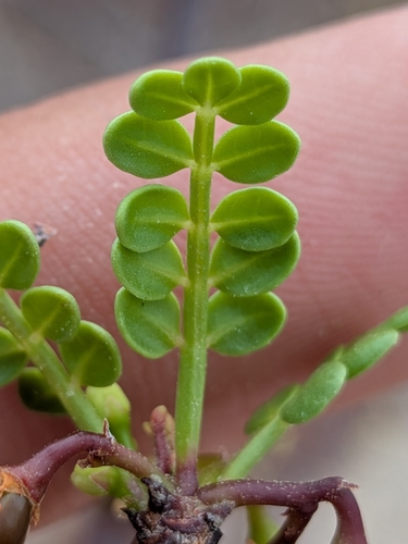 Bursera exequielii, photograph 3
