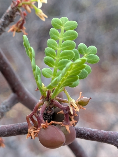 Bursera exequielii, photograph 4