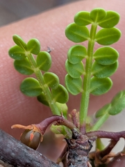 Bursera exequielii, photograph (c) Abraham Sánchez Romero, some rights reserved (CC BY)