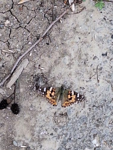 Painted Lady