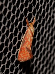 Crepidosceles chryserythra