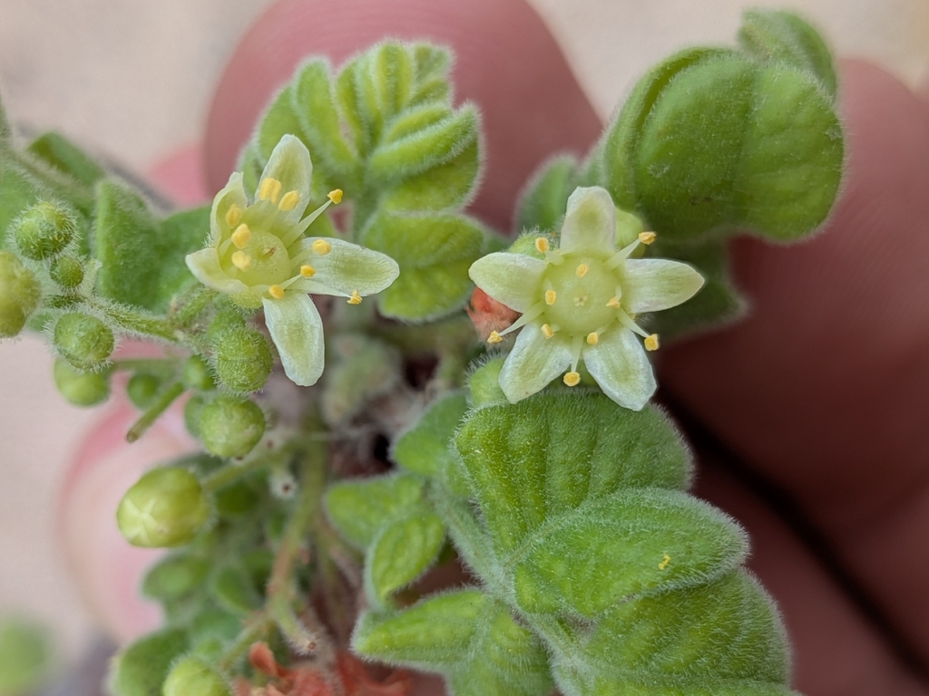 Cyrtocarpa edulis; photograph (c) Abraham Sánchez Romero, some rights reserved (CC BY)