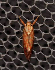 Crepidosceles chryserythra