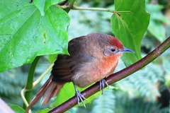 Phacellodomus ferrugineigula