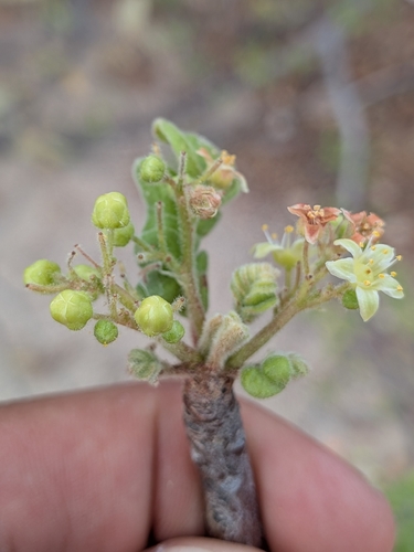 Cyrtocarpa edulis, photograph 4