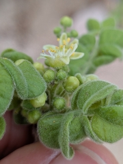 (c) Abraham Sánchez Romero, some rights reserved (CC BY) Cyrtocarpa edulis, photograph (c) Abraham Sánchez Romero, some rights reserved (CC BY)