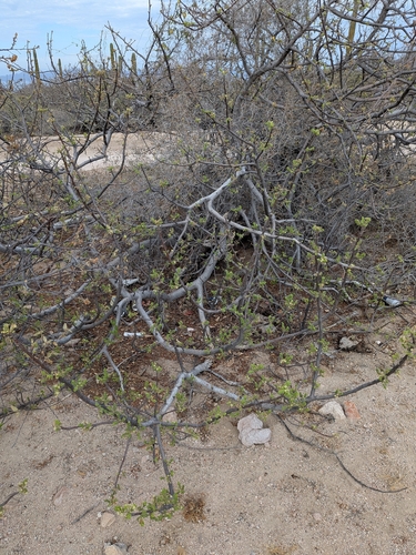 Cyrtocarpa edulis, photograph 6