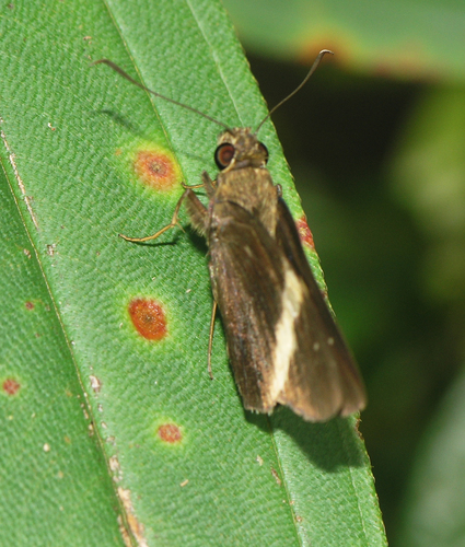 White-tipped Palmer