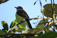 Myiarchus ferox
