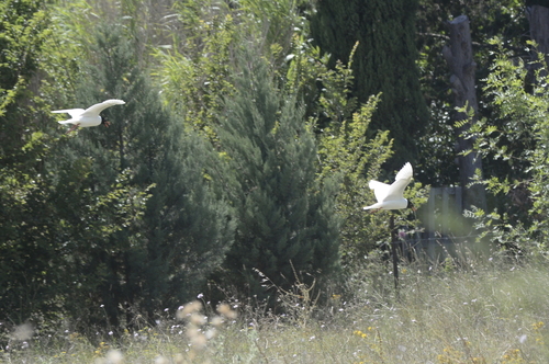 Mediterranean Gull