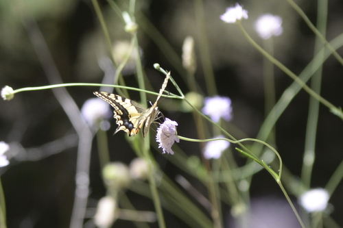 Old World Swallowtail