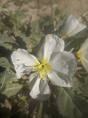 Oenothera deltoides