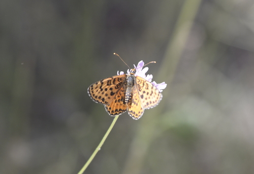Spotted Fritillary