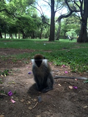 Chlorocebus aethiops