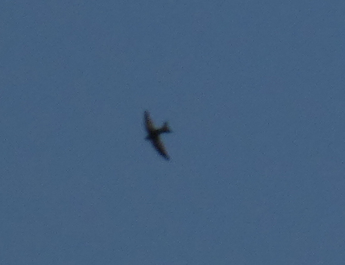 Common Swift