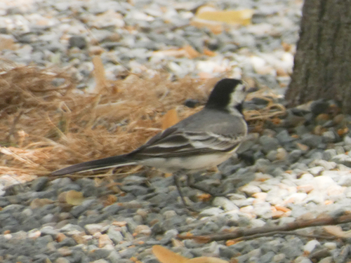 White Wagtail