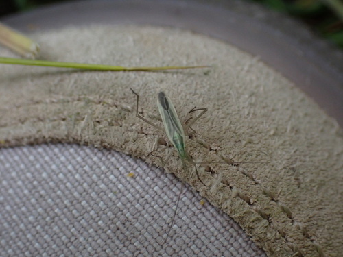 Megaloceroea recticornis