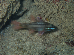 Ostorhinchus multilineatus