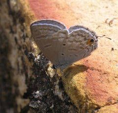 Catochrysops panormus exiguus