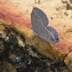 Catochrysops panormus exiguus