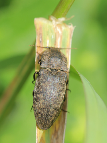 Mottled dingy-brown click beetle
