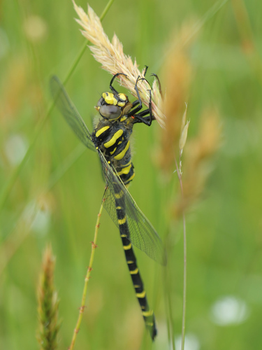 Golden-ringed Dragonfly