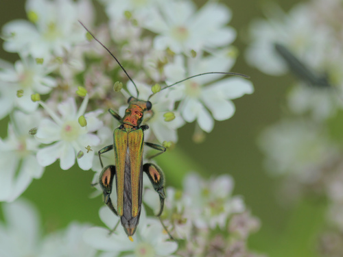 Thick-legged Flower Beetle