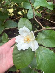 Stewartia ovata, photograph author not stated, no rights reserved
