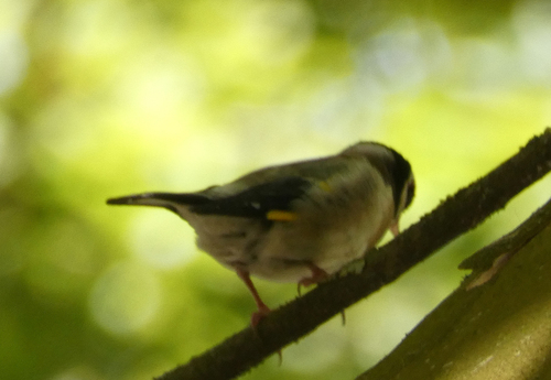 European Goldfinch