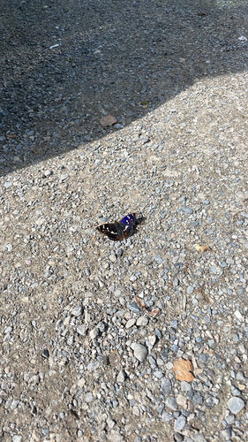 Lesser Purple Emperor