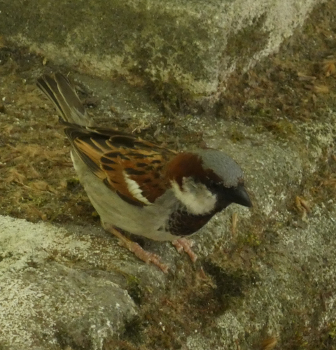House Sparrow