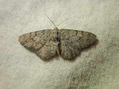 Aethalura intertexta