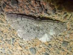 Aethalura intertexta