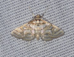 Pseudopyrausta santatalis