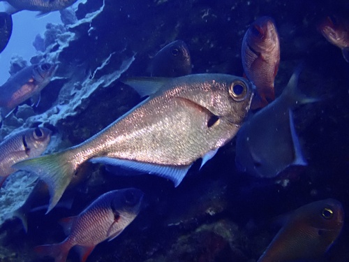 Blackspot sweeper (Pempheris oualensis) — Pempheridae