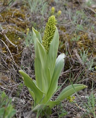 Orchis punctulata
