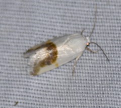 Ponometia binocula