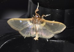 Apilocrocis brumalis
