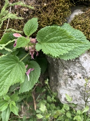 Lamium orvala
