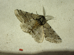 Lycia ursaria