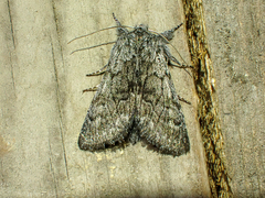 Pleromelloida conserta