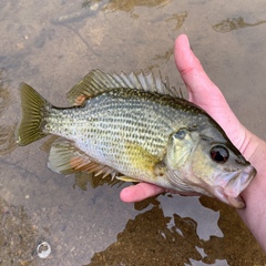 Ambloplites cavifrons